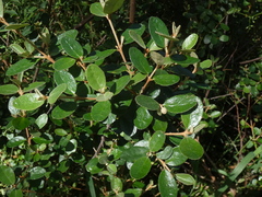 Correa glabra