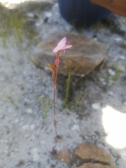 Disa inflexa