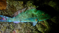 Sparisoma chrysopterum