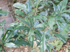 Lithocarpus hancei