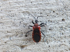 Haematoloecha nigrorufa