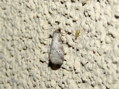 Hyperstrotia pervertens