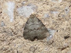 Hyperstrotia pervertens