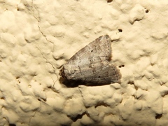 Hyperstrotia pervertens