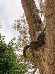 Sciurus niger