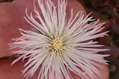 Mesembryanthemum splendens splendens