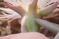 Mesembryanthemum splendens splendens