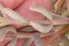 Mesembryanthemum splendens splendens