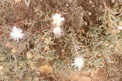Mesembryanthemum splendens splendens