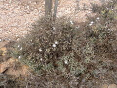 Mesembryanthemum splendens splendens