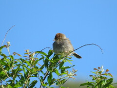 Cisticola fulvicapilla