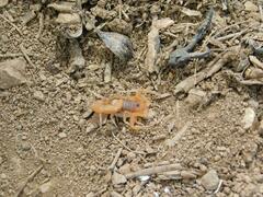 Parabuthus planicauda