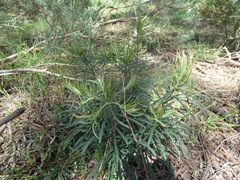 Banksia cunninghamii