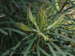 Banksia cunninghamii