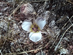 Calochortus ambiguus