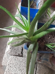 Aloe vera