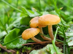 Galerina semilanceata
