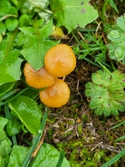 Galerina semilanceata