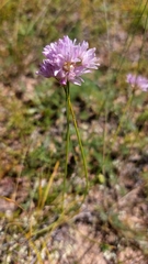 Allium senescens