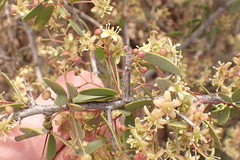 Gloveria integrifolia