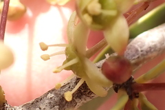 Gloveria integrifolia