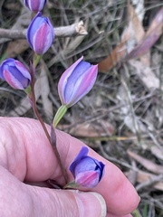 Thelymitra ixioides