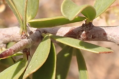Gloveria integrifolia