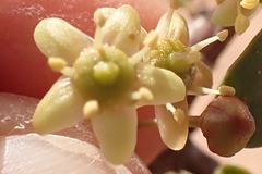 Gloveria integrifolia