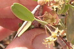 Gloveria integrifolia