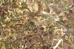 Gloveria integrifolia