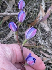 Thelymitra ixioides