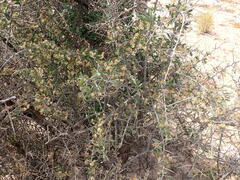 Gloveria integrifolia