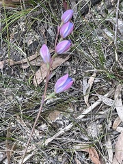 Thelymitra ixioides
