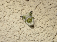 Maliattha synochitis