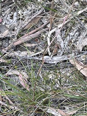 Thelymitra ixioides