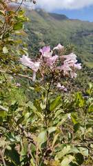 Fridericia
