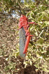 Phymateus morbillosus