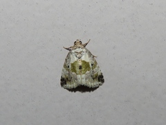 Maliattha synochitis