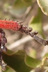 Phymateus morbillosus