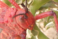 Phymateus morbillosus