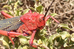 Phymateus morbillosus