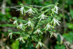 Bonatea speciosa