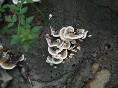 Trametes ochracea