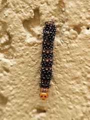 Xanthopastis timais