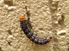 Xanthopastis timais