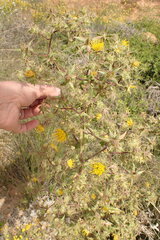 Berkheya onobromoides carlinoides