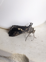 Chrysodeixis argentifera