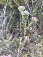 Kunzea parvifolia