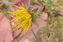 Berkheya onobromoides carlinoides