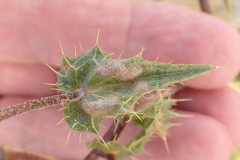 Berkheya onobromoides carlinoides